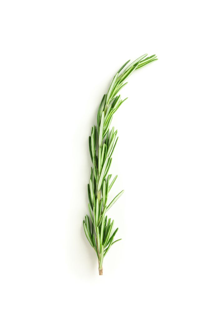 Fresh green rosemary isolated on neutral background