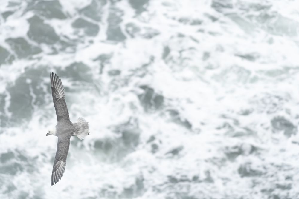 Bird flying above water surface