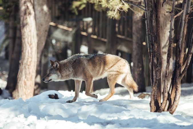 Wolf on hill near stones and snow