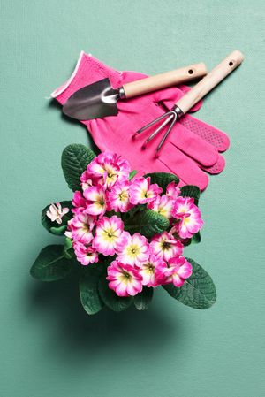 Pink gloves, gardening equipment and primrose flowers