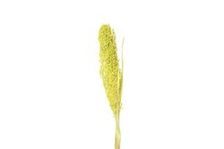 Dried plume in blank studio shoot