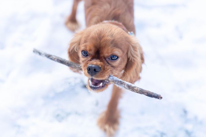 Cavalier spaniel with a stick in it’s mouth on a snowy day