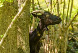 Goat stretching its neck