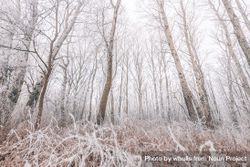 Frosty forest in the winter time bDG6A4