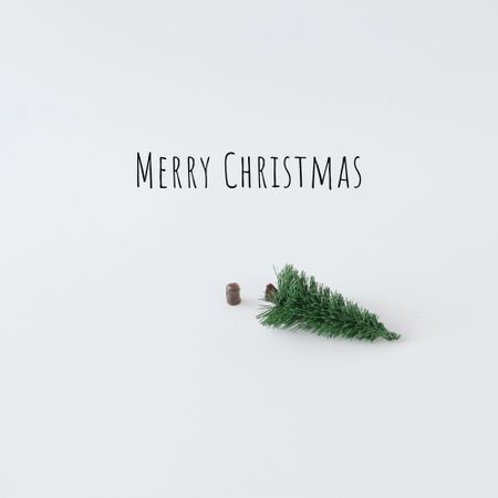 Single pine tree, chopped down on light  background with “Merry Christmas” text
