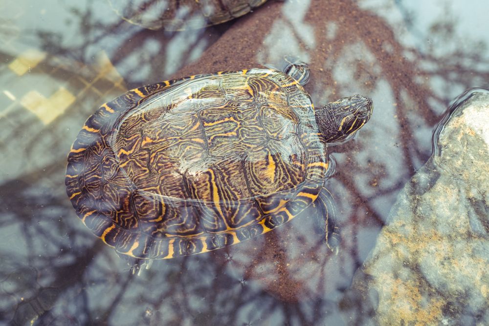 Sea turtle swimming in pond