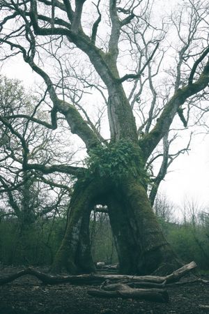 Old crooked tree with arch in misty forest