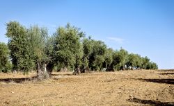 Olive rows under blue sky in farmland in spain
