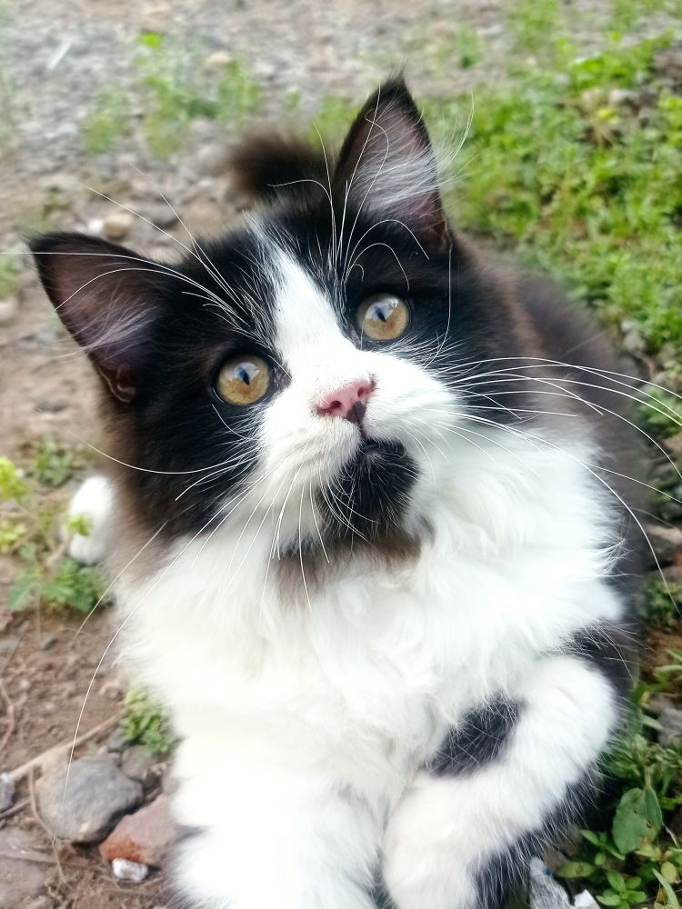 Close-up of bicolor cat sitting outdoors