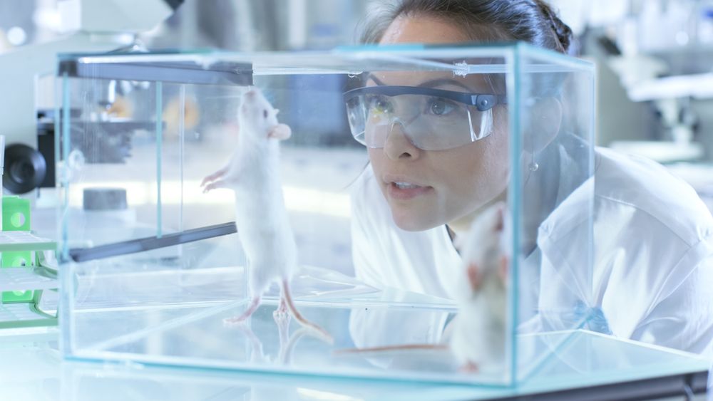 Medical Research Scientists Examines Laboratory Mice kept in a Glass Cage.