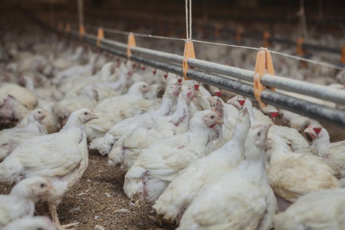 Poultry at chicken farm