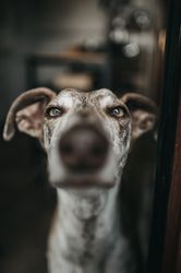 Funny greyhound looking out window