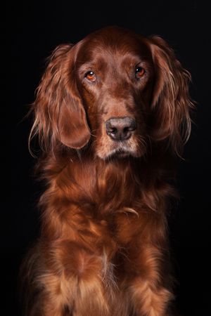 Amazing dog staring at camera