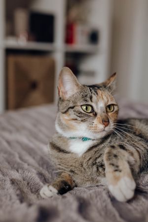 Cat lying on comfortable bed