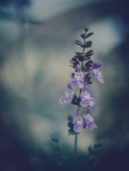 Pretty flower growing in garden