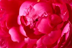 Beautiful pink peony flower as background, closeup