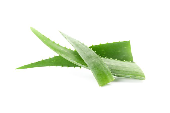 Aloe vera fresh leaves isolated on plain background. Treatment plant