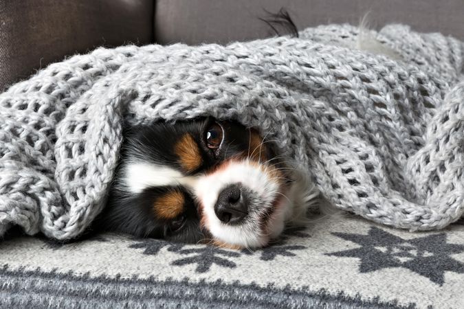 Cavalier Spaniel wrapped in a blanket and winter pattern