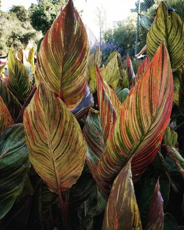 Large, upright canna phasion leaves