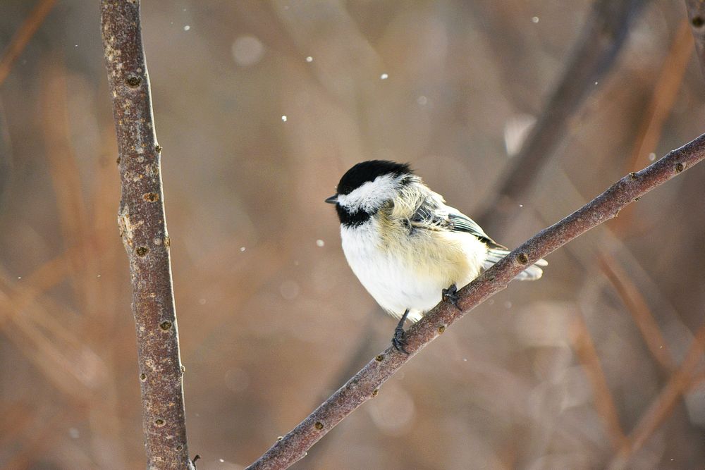 Little chickadee in the snow
