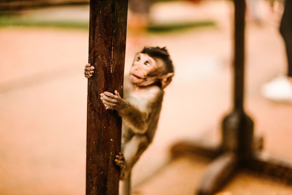 Little monkey sitting on wand