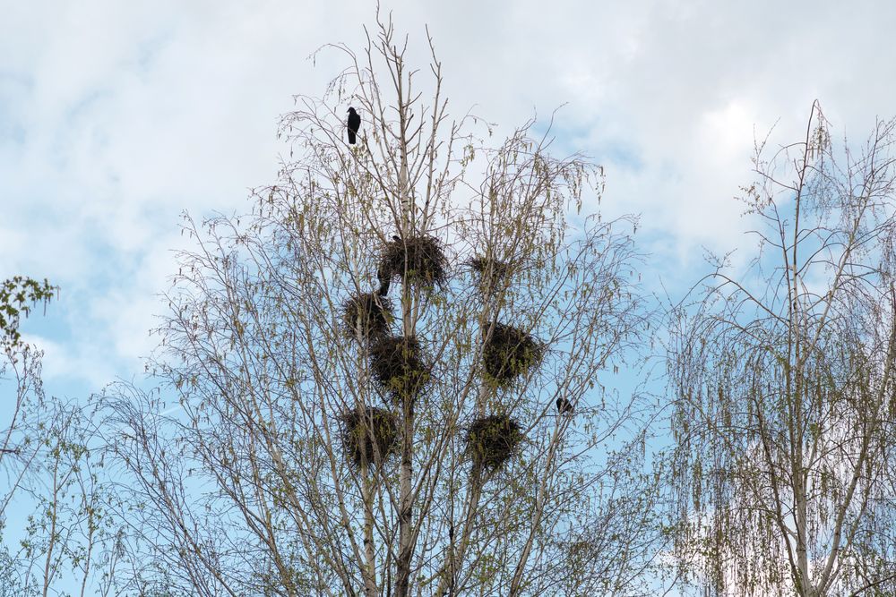 Bird perched on tree with nests