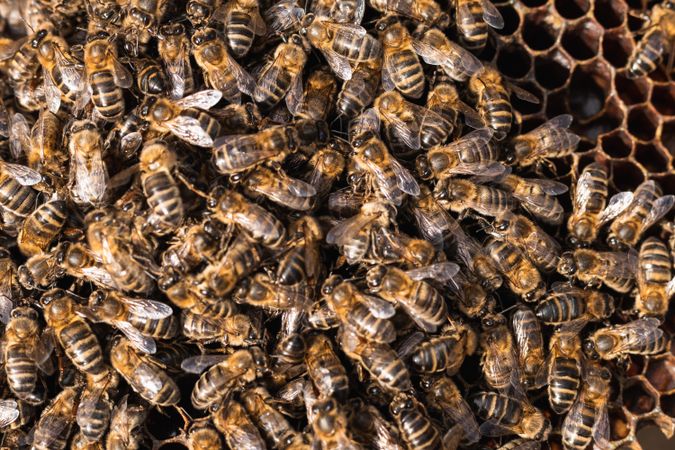 Bees on honeycomb in apiary