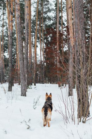 Rearshot of dog walking into a snowy forest