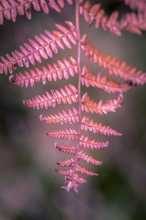 Red fern leaf, vertical