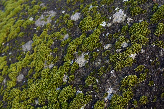 Green growing moss texture