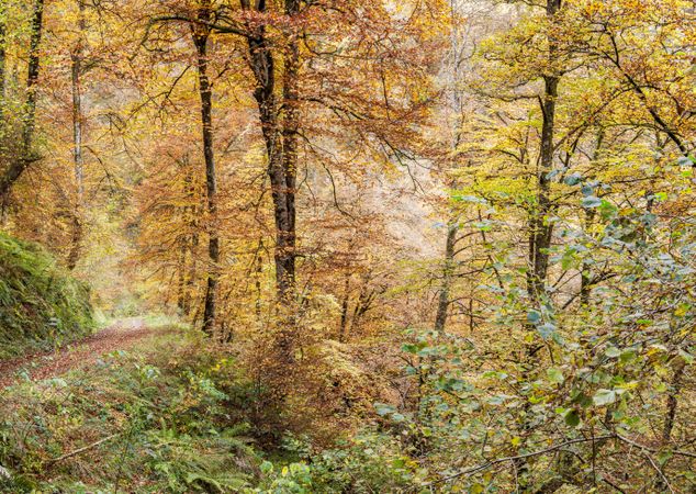Coniferous tress at forest of Asturias, Spain
