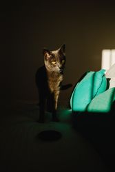 Cute cat under ray of light on a bed