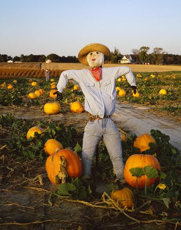 Scarecrow in farmland, rural Maryland