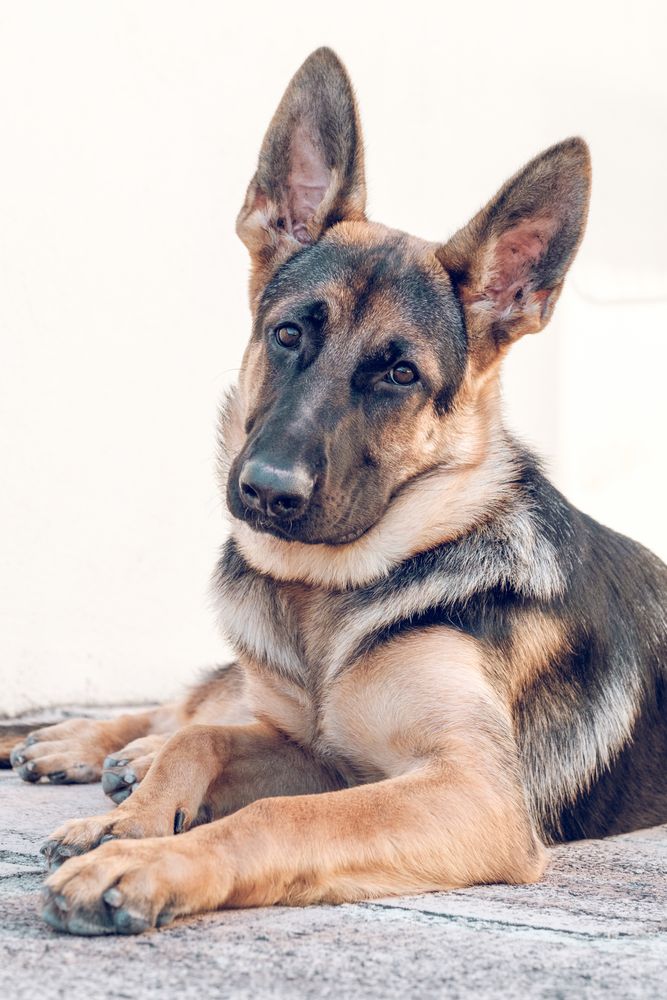 Calm German shepherd dog lying on asphalt ground