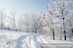 Snow covered trees under blue sky 4OZN75