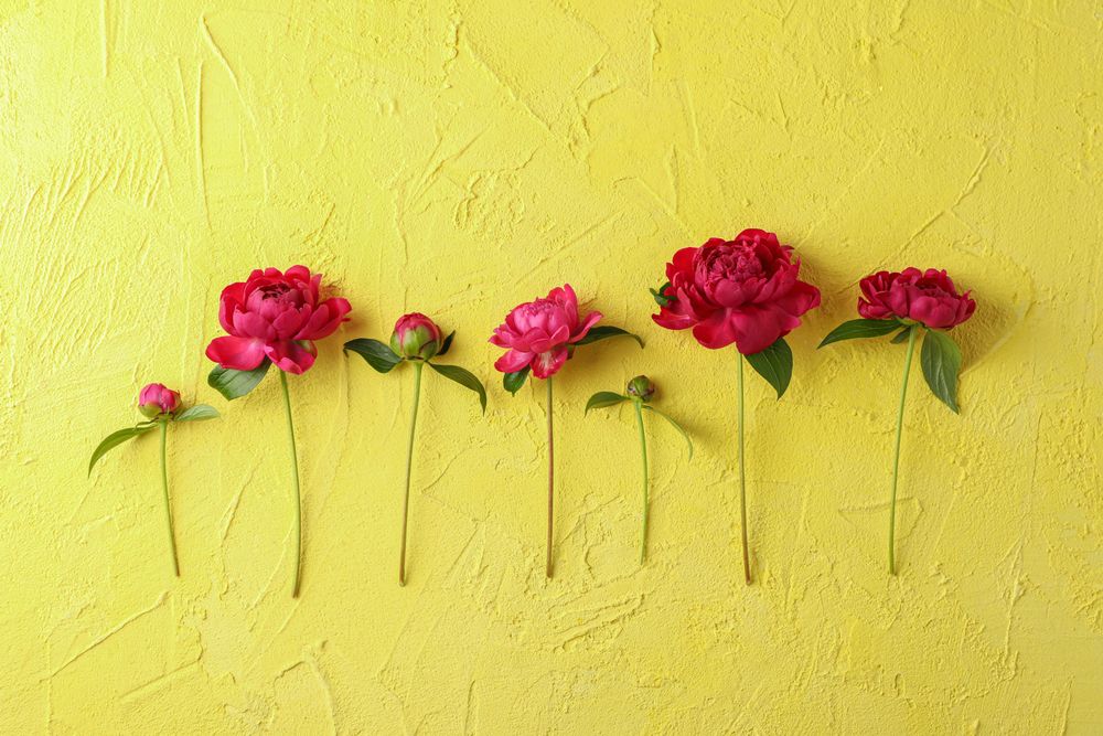 Flat lay composition with beautiful peonies on color background, space for text