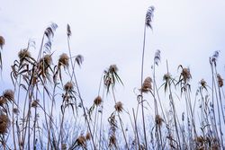 Low angle view of a wheat ears in field