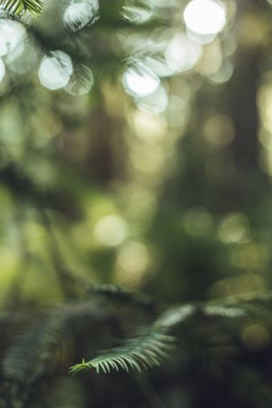 High green trees in forest in summer