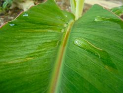 banana leafs