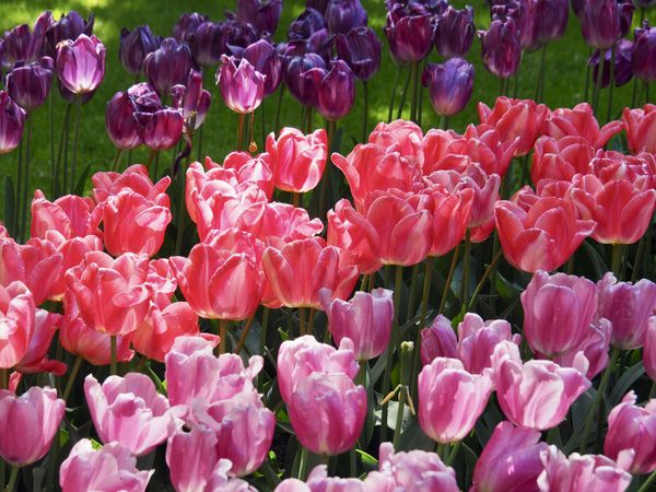 Sunlit Splendor: Blooming Tulips in Dutch Garden