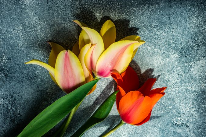 Tulip flowers lying on concrete background with copy space