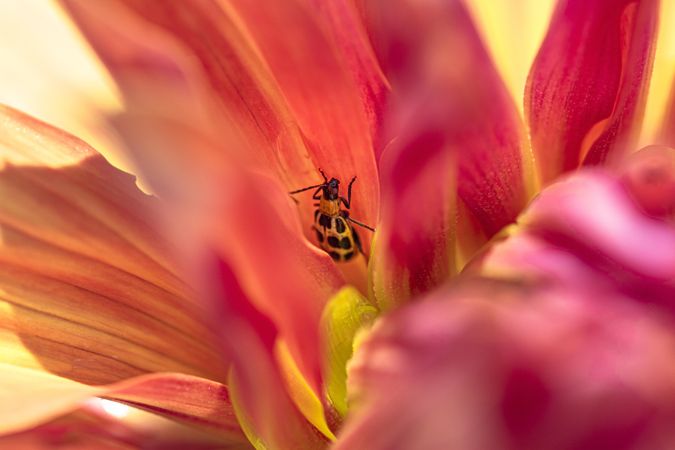 Close up of ladybug inside pink yellow dahlia flower