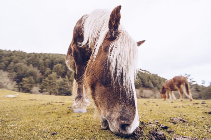 Peaceful horse eating grass at meadow by forest