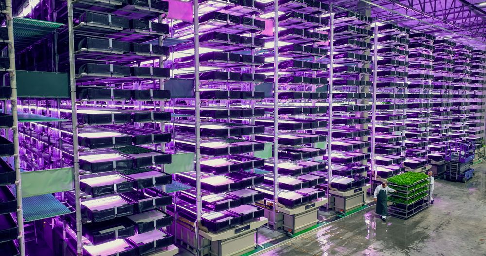 Aerial Shot at a Big Vertical Farm with Multiple Rows and Layers of Produce. Modern Facility Workers Towing a Rack with Fresh Green Vegetable Leaves. Farmers Preparing Crops for Wholesale
