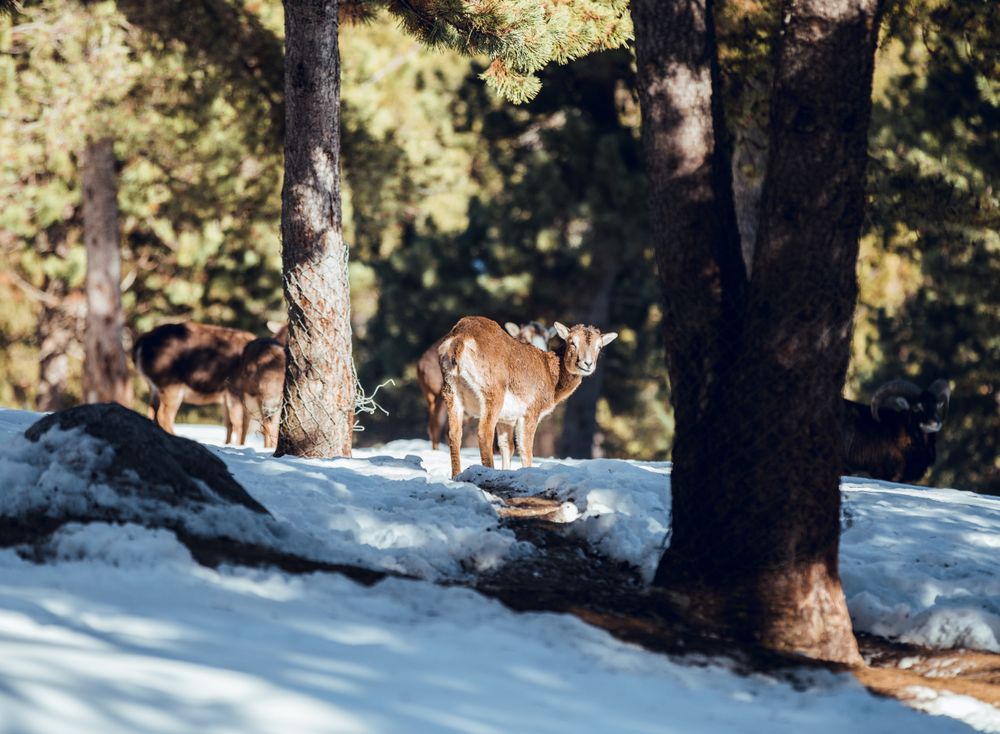 Wild sheep pasturing between trees and snow