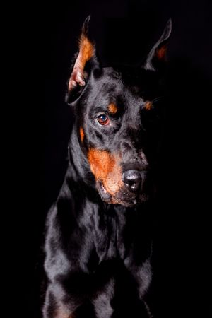 Amazing dog staring at camera