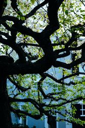Curvy tree branches with house in background