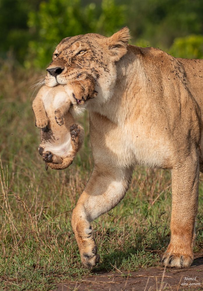 Lioness playing with her cub