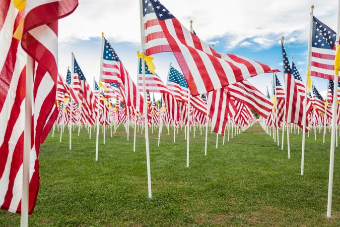 Field of Veterans Day American Flags Waving in the Breeze.