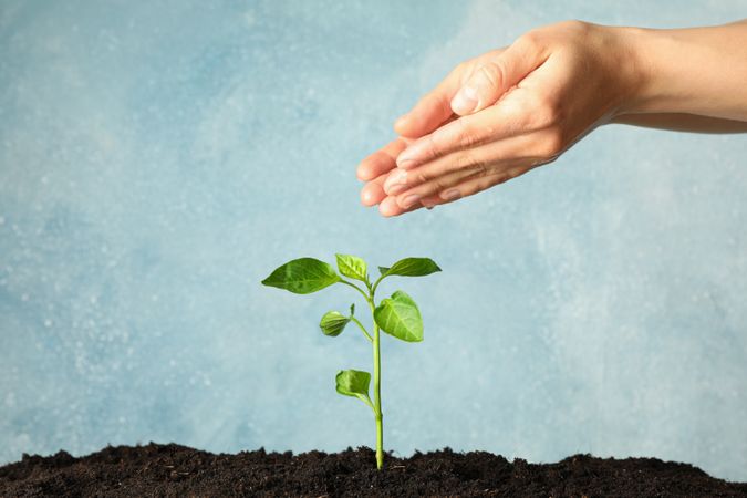 Female hands dripping on green sprout against light background, space for text. Environmental protection. Agriculture